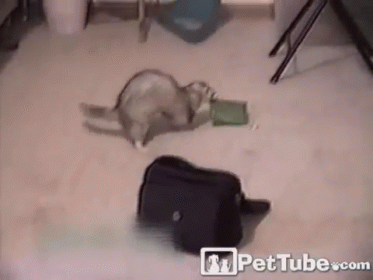 This Is Mine Now GIF - Ferret Cute Hide GIFs