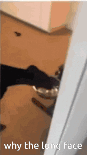 a picture of a cat behind a door that says why the long face