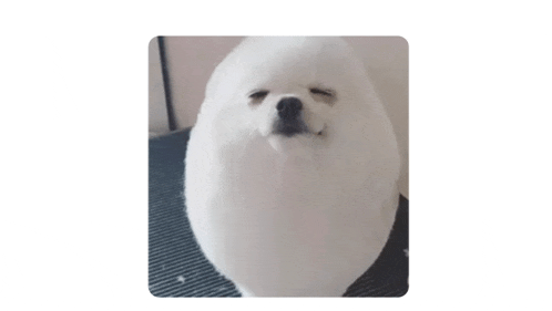 a small white dog with its eyes closed is sitting on a black mat .
