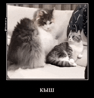 two cats are sitting on a couch in a black and white photo with a caption in russian .