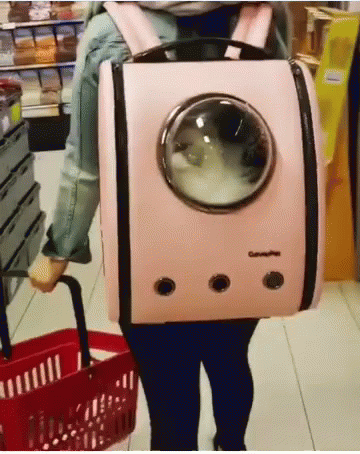 cat-carrier-funny-animals.gif