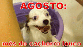 Cachorrolouco Agosto Tomandobanho GIF - Mad Dog August Showering GIFs