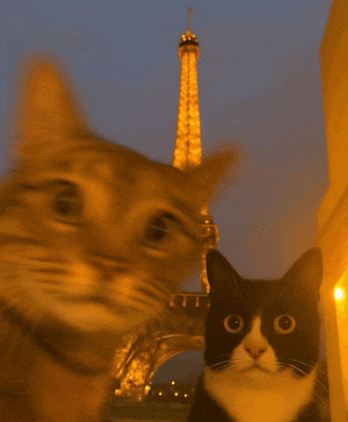 two cats standing in front of the eiffel tower at night