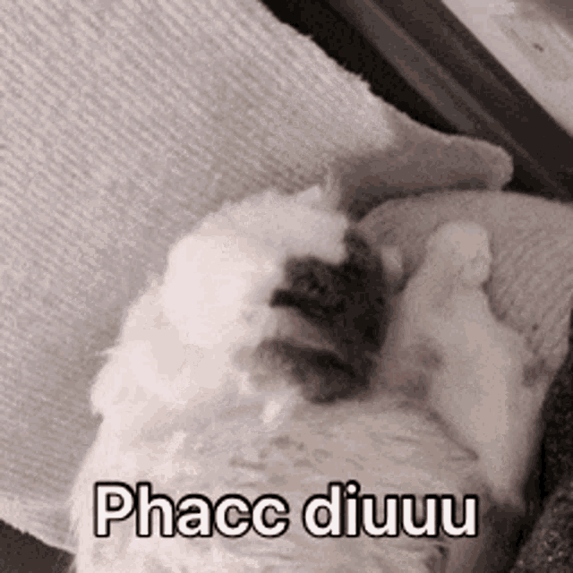 a cat is laying on its back on a pillow with the words phacc diuu written on it .