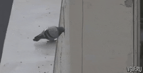 a pigeon is perched on a building wall .