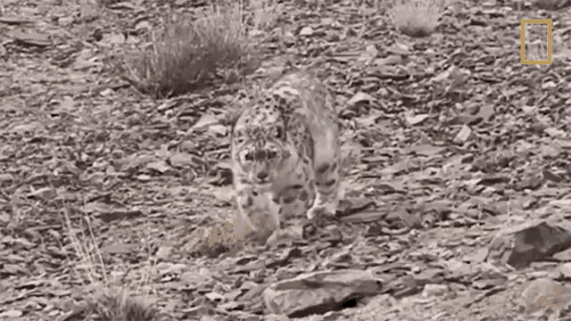 Creeping Snow Leopards101 GIF - Creeping Snow Leopards101 Stalking GIFs