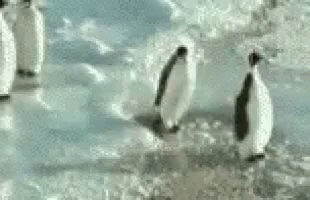 Penguin Funny GIF - Penguin Funny So GIFs