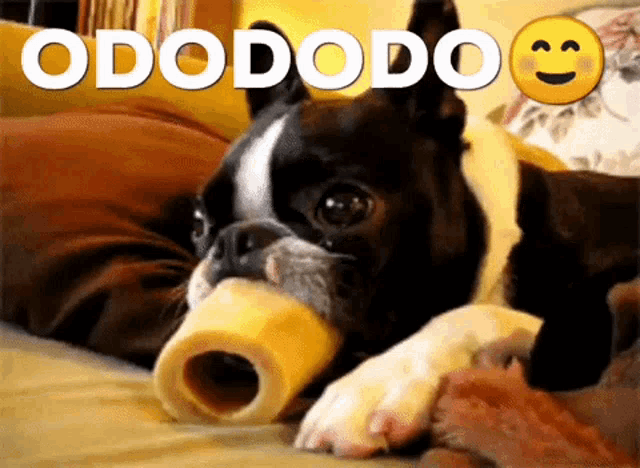 a dog is laying on a bed with a bone in its mouth and the word odododo written above it