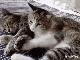 two cats are laying next to each other on a blanket on a couch .