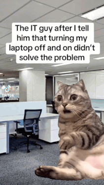 a cat in an office with a caption that says the it guy after i tell him