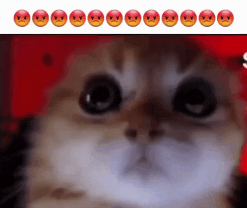a close up of a cat 's face with angry emojis behind it