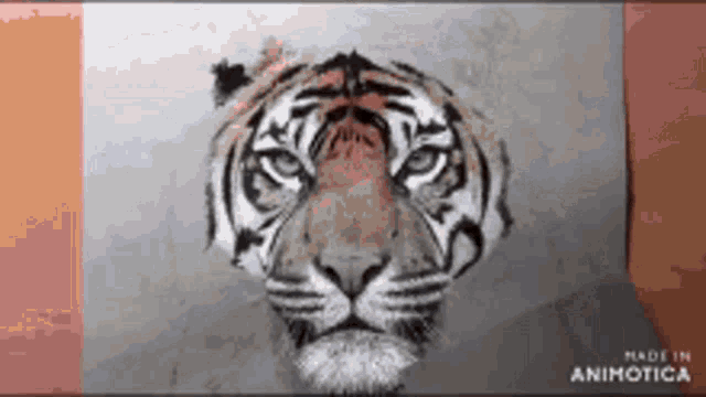 a drawing of a tiger 's head is made in animatica
