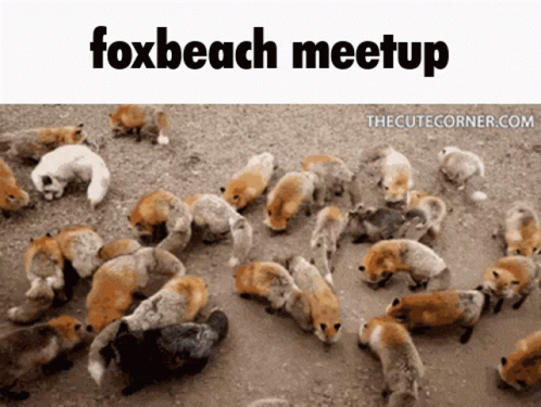 99foxbeach Fox Beach GIF - 99foxbeach Fox Beach Meetup GIFs