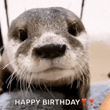 a close up of an otter with the words happy birthday on it