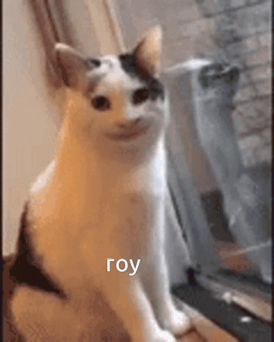 Roy Leops Cat GIF - Roy Leops Roy Leops GIFs