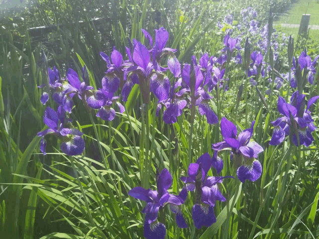 a bunch of purple flowers growing in a field