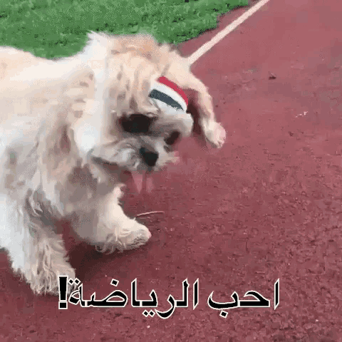 a small white dog wearing sunglasses and a headband is walking on a track ..