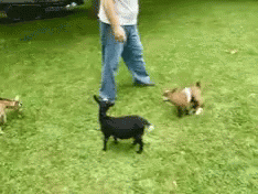Run Attack GIF - Run Attack Goat GIFs