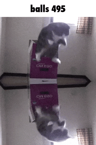a cat standing on top of a box that says cm090