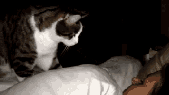 Cat Wake Up GIF - Cat Wake Up Its Monday GIFs