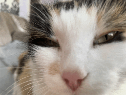a close up of a calico cat 's face with a blurred background