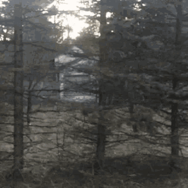 a house is visible through the trees in the woods