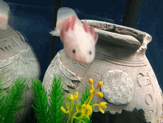 an axolotl is sitting on top of a vase