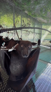 Bats Sniffing GIF - Bats Sniffing Licking Lips GIFs