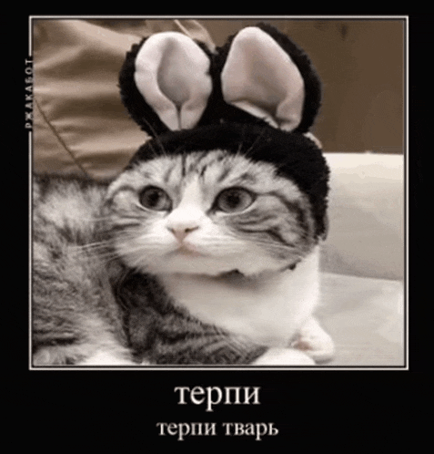 a cat wearing bunny ears and a hat with the word terpi on the bottom