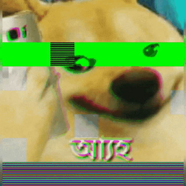 a picture of a dog with a green stripe and the word " aar " on it