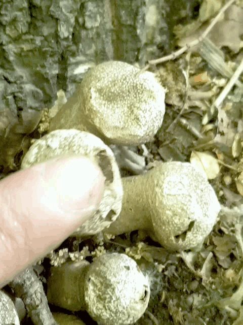 Puffball Mushroom GIF - Puffball Mushroom Mushroom Hunting GIFs