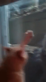 Let Me Out GIF - Cat Let Me Out Scraping GIFs