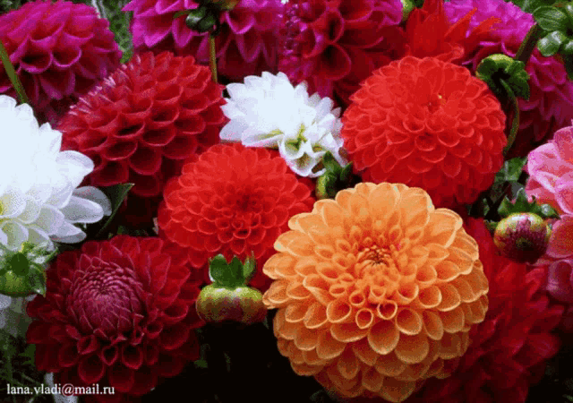 a bunch of flowers with the email lana.vladi@mail.ru on the bottom right