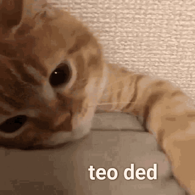 Cat Ded GIF - Cat Ded Teo GIFs