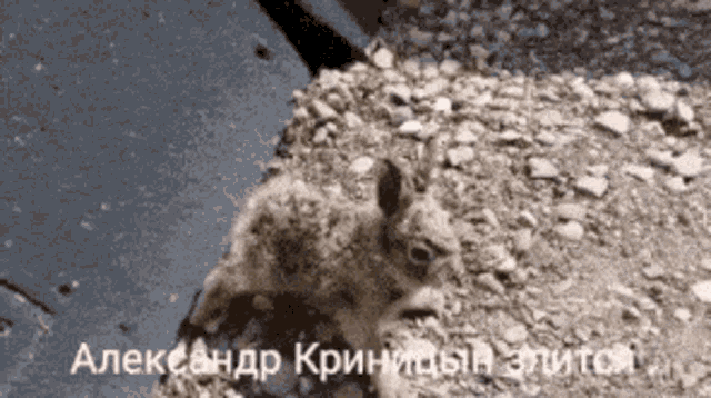 a squirrel is laying on a pile of rocks with russian writing