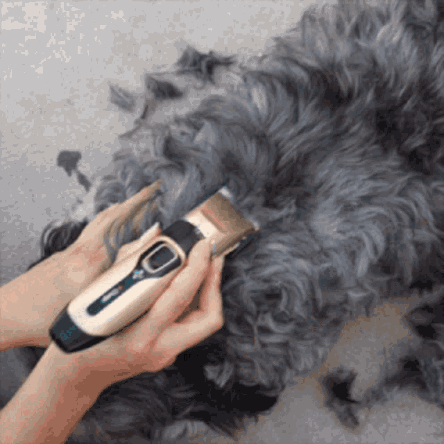a person is cutting a dog 's hair with a clipper that says wahl on it