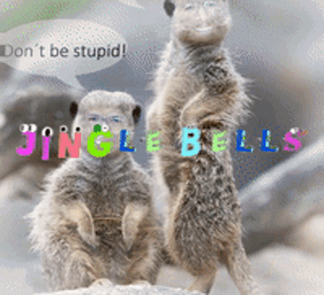 two meerkats standing next to each other with a speech bubble that says do n't be stupid jingle bells