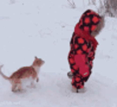 Cat Angry GIF - Cat Angry Snow GIFs