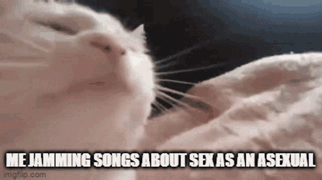 a white cat is laying on a bed with the words me jamming songs about sex as an asexual .