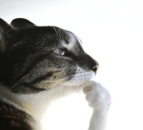 a close up of a cat 's face with a paw on its chin