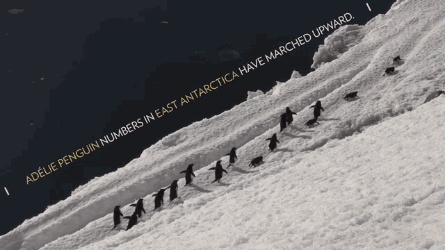 Adelie Penguin Numbers In East Antarctica Have Marched Upward National Geographic GIF - Adelie Penguin Numbers In East Antarctica Have Marched Upward National Geographic Adelie Penguin Numbers Have Marched Upward GIFs