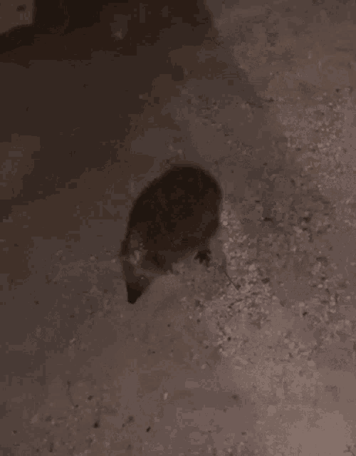 a small hedgehog is walking on the ground