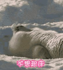 a polar bear is laying in the snow with chinese writing on the bottom