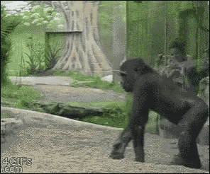 a gorilla is walking across a dirt path in a zoo