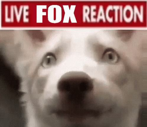 Fox Foxy GIF - Fox Foxy Animal GIFs