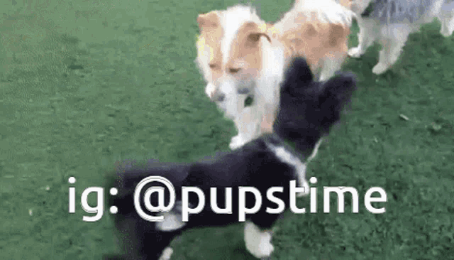 a group of dogs are playing on a grassy field with the words ig : @pupstime above them .