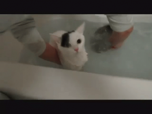 Cat Bath Soggy Steven GIF - Cat Bath Soggy Steven Soggy Cat GIFs