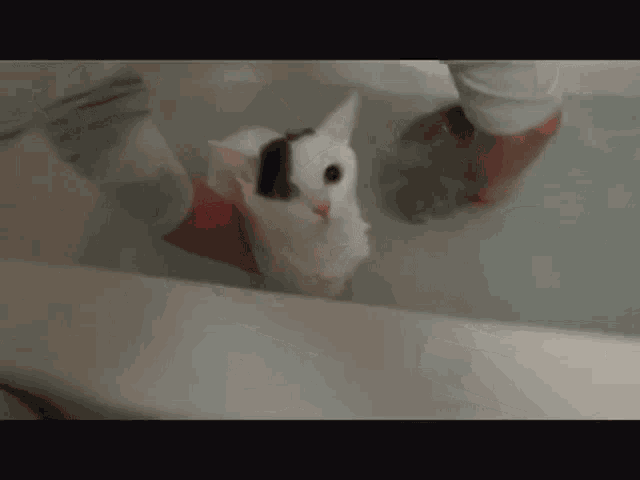 a black and white cat is being bathed in a tub
