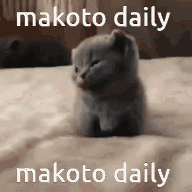 a kitten is sitting on a bed with the words makoto daily written above it