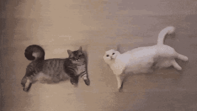 Meow Kittens GIF - Meow Kittens Lazy GIFs